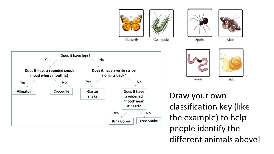 Draw your own classification key (like the example) to help people identify the different