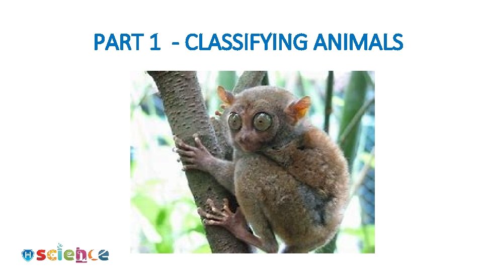 PART 1 - CLASSIFYING ANIMALS 