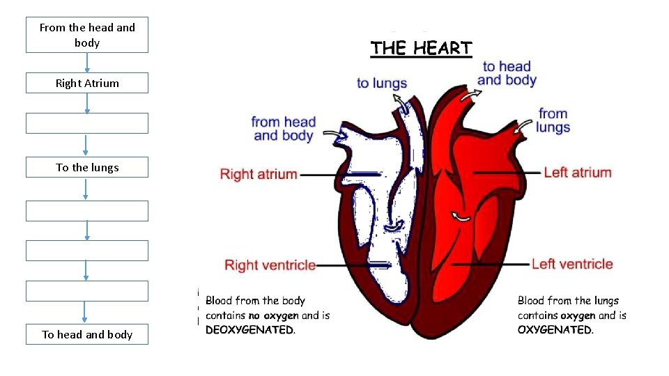 From the head and body Right Atrium To the lungs To head and body