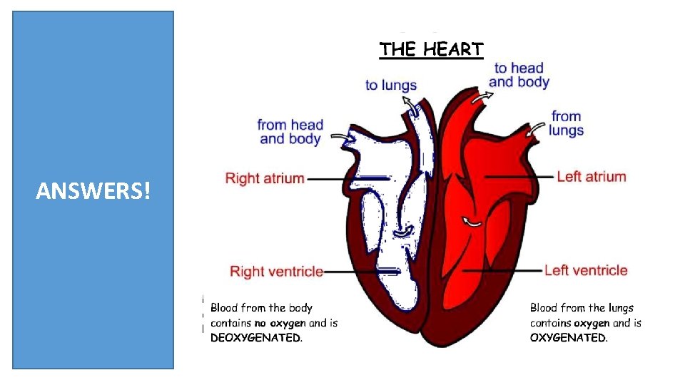 From the head and body Right Atrium Right ventricle To the lungs ANSWERS! From