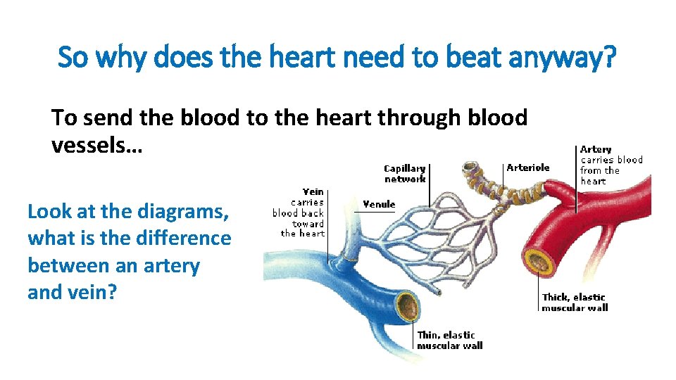 So why does the heart need to beat anyway? To send the blood to