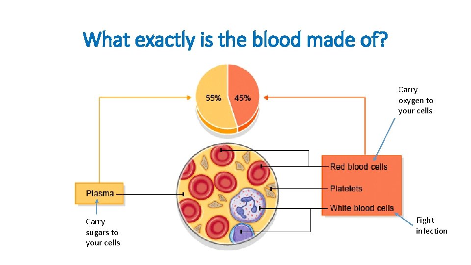 What exactly is the blood made of? Carry oxygen to your cells Carry sugars