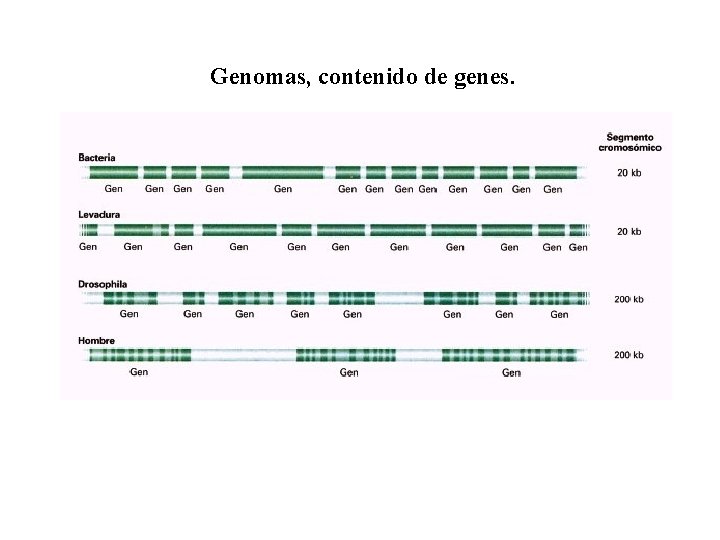 Genomas, contenido de genes. 