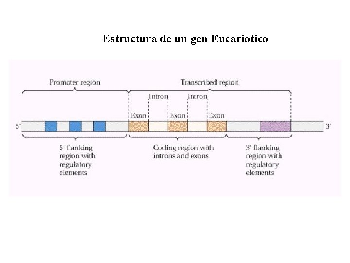Estructura de un gen Eucariotico 