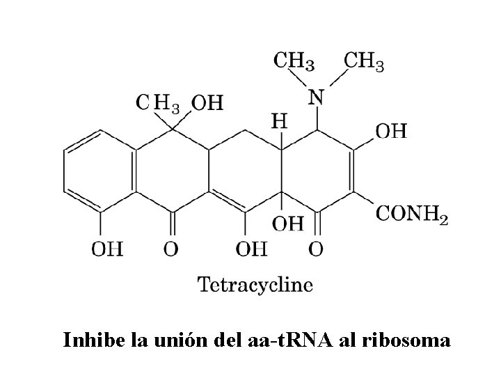 Inhibe la unión del aa-t. RNA al ribosoma 