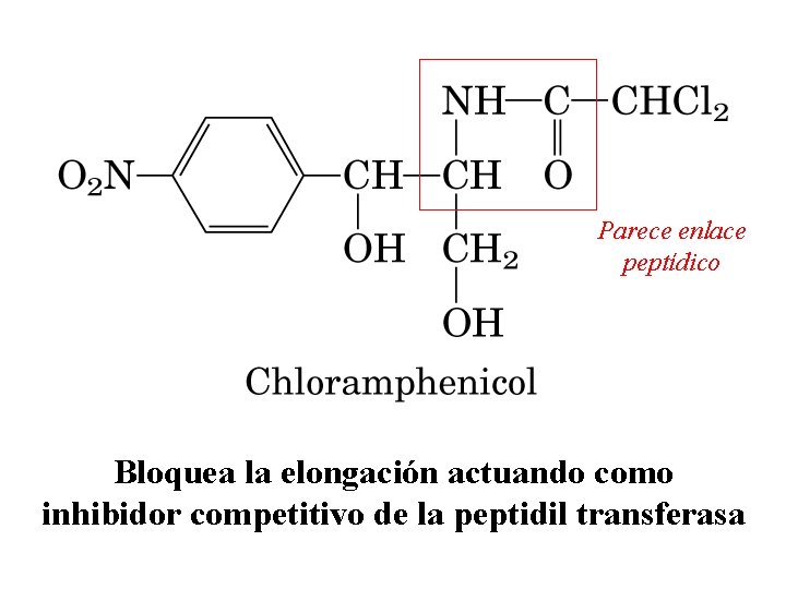 Parece enlace peptídico Bloquea la elongación actuando como inhibidor competitivo de la peptidil transferasa