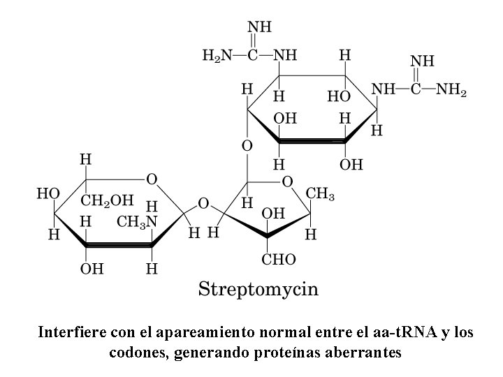 Interfiere con el apareamiento normal entre el aa-t. RNA y los codones, generando proteínas