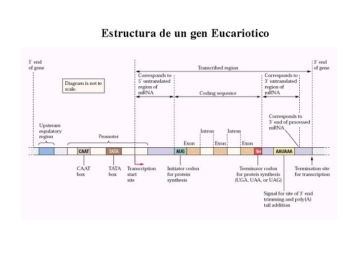 Estructura de un gen Eucariotico 