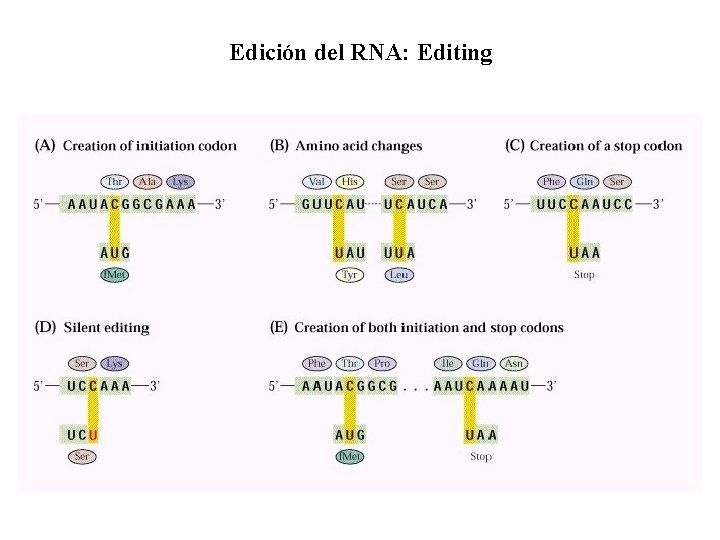 Edición del RNA: Editing 