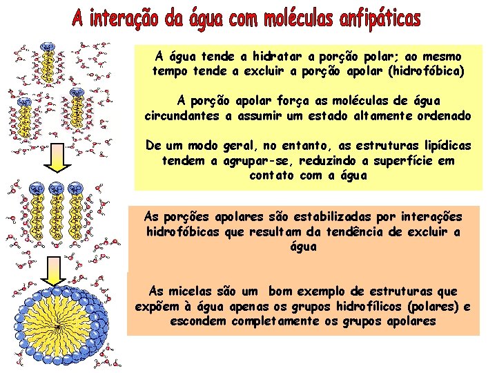 A água tende a hidratar a porção polar; ao mesmo tempo tende a excluir