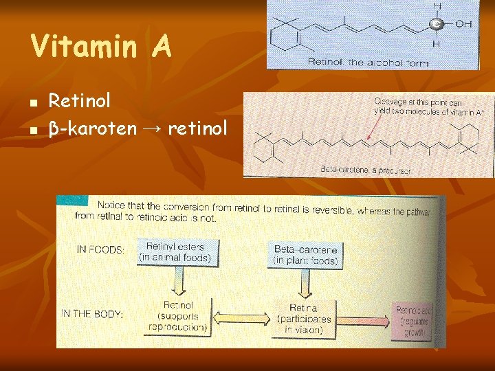 Vitamin A n n Retinol β-karoten → retinol 