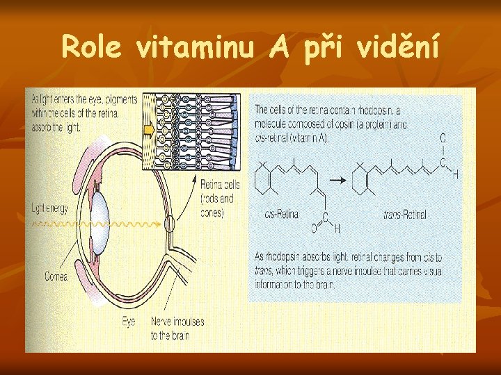 Role vitaminu A při vidění 