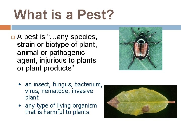 What is a Pest? A pest is “…any species, strain or biotype of plant,