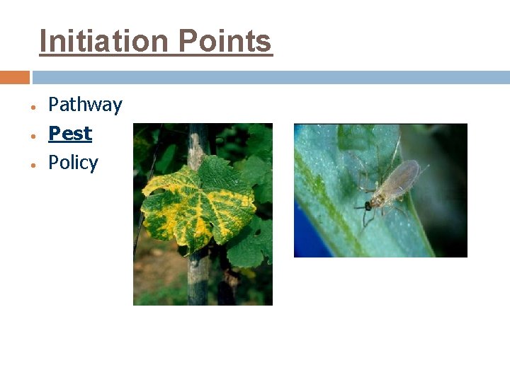 Initiation Points • • • Pathway Pest Policy 