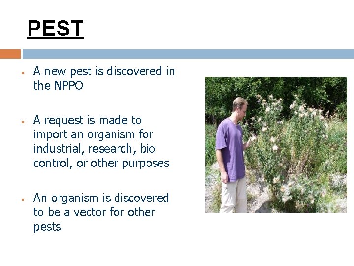 PEST • • • A new pest is discovered in the NPPO A request