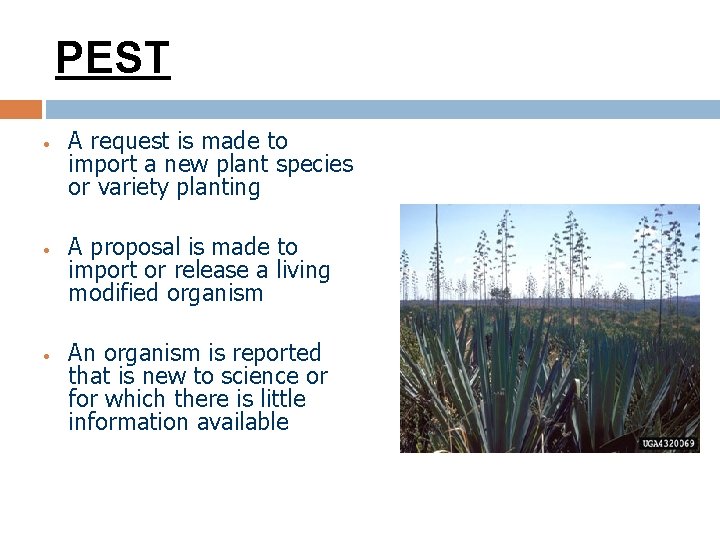 PEST • • • A request is made to import a new plant species