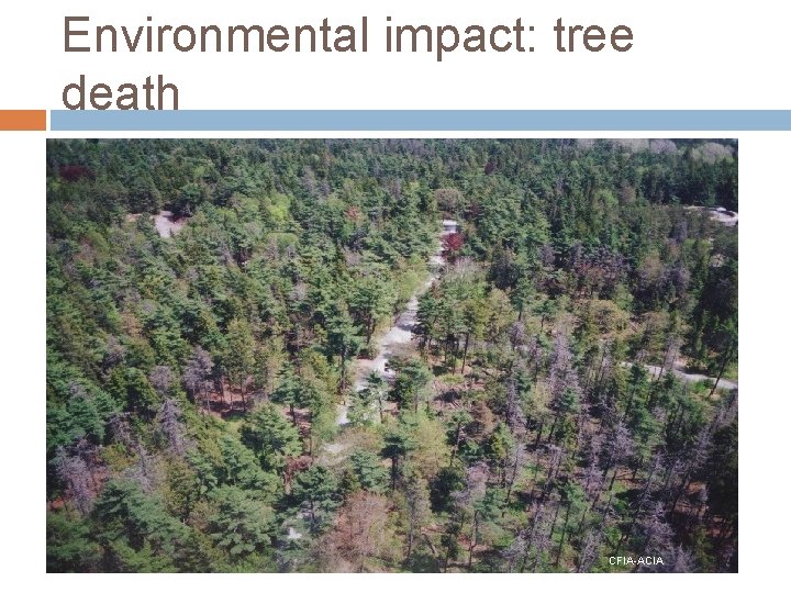 Environmental impact: tree death CFIA-ACIA 