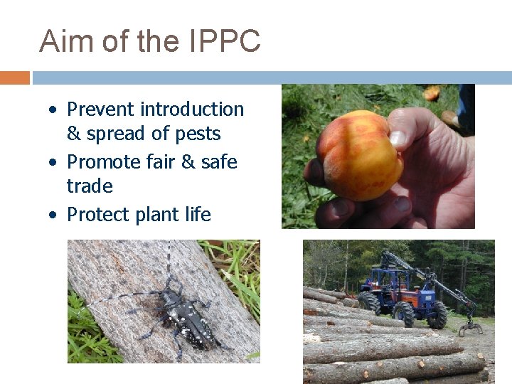 Aim of the IPPC • Prevent introduction & spread of pests • Promote fair