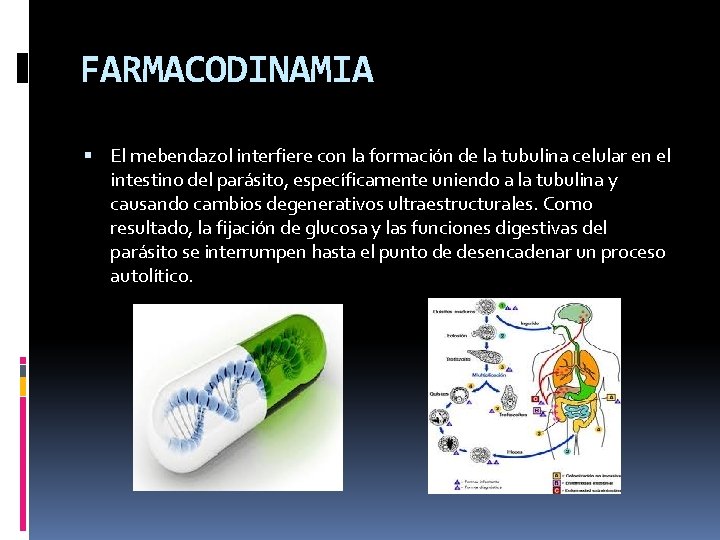 FARMACODINAMIA El mebendazol interfiere con la formación de la tubulina celular en el intestino