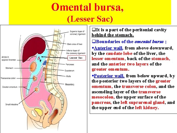Omental bursa, (Lesser Sac) Lesser Sac q. It is a part of the peritonial