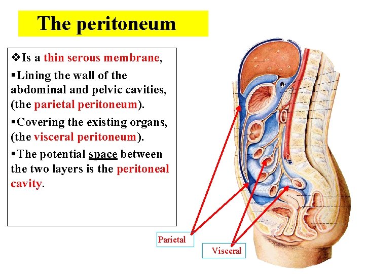 The peritoneum v. Is a thin serous membrane, §Lining the wall of the abdominal