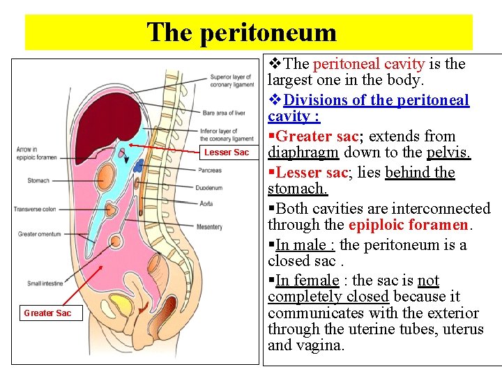 The peritoneum Lesser Sac Greater Sac v. The peritoneal cavity is the largest one
