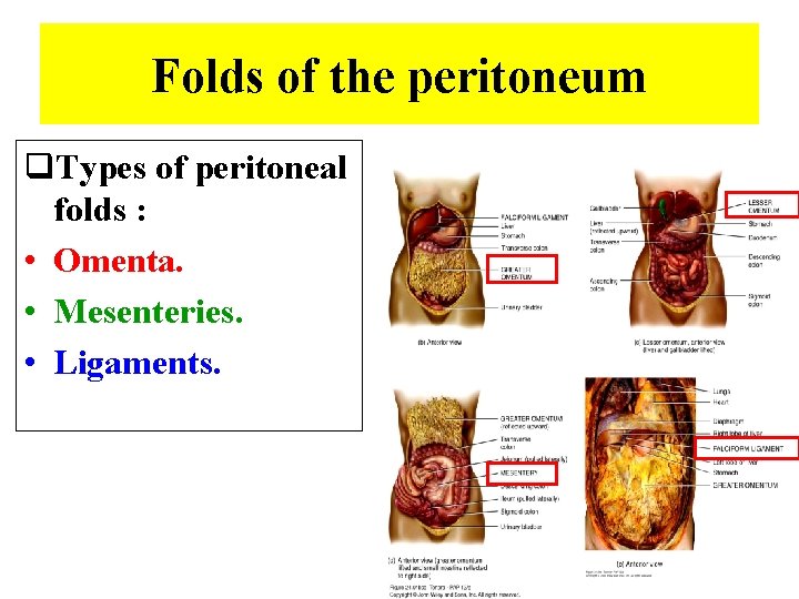 Folds of the peritoneum q. Types of peritoneal folds : • Omenta. • Mesenteries.