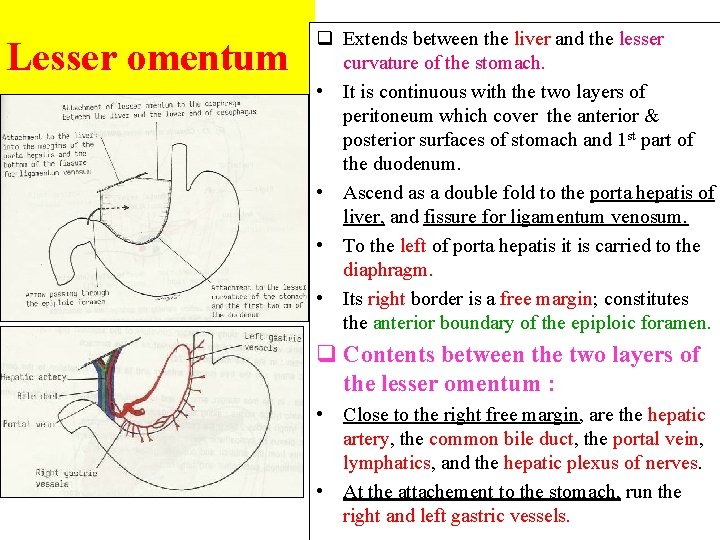 Lesser omentum q Extends between the liver and the lesser curvature of the stomach.