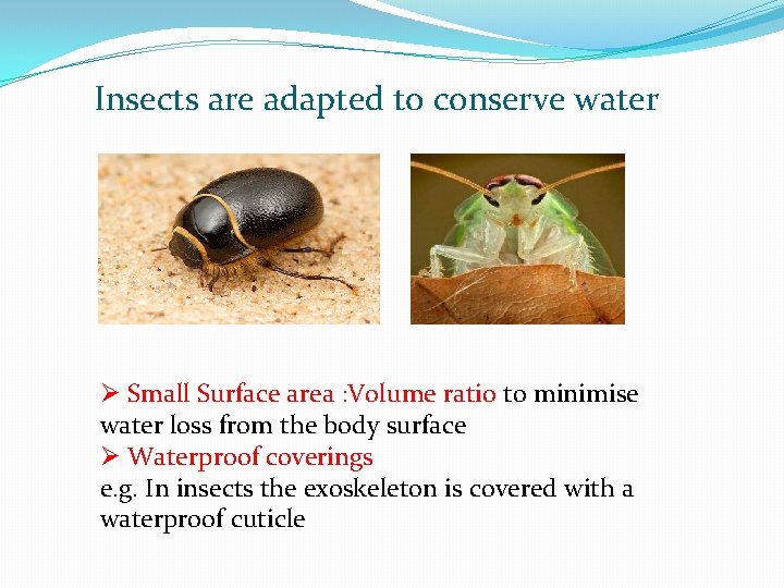 Insects are adapted to conserve water Ø Small Surface area : Volume ratio to