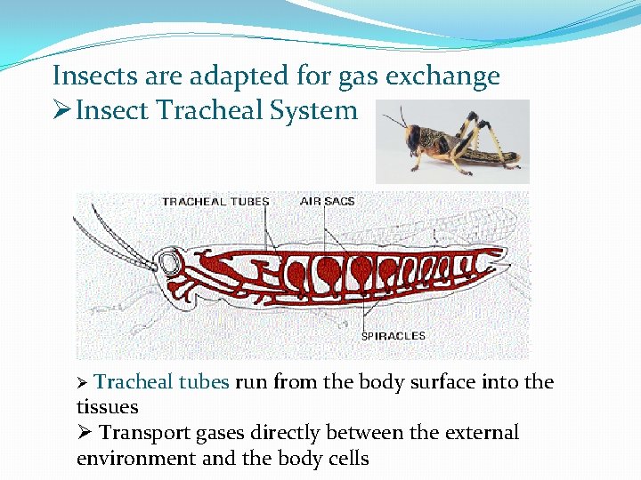 Insects are adapted for gas exchange ØInsect Tracheal System Ø Tracheal tubes run from