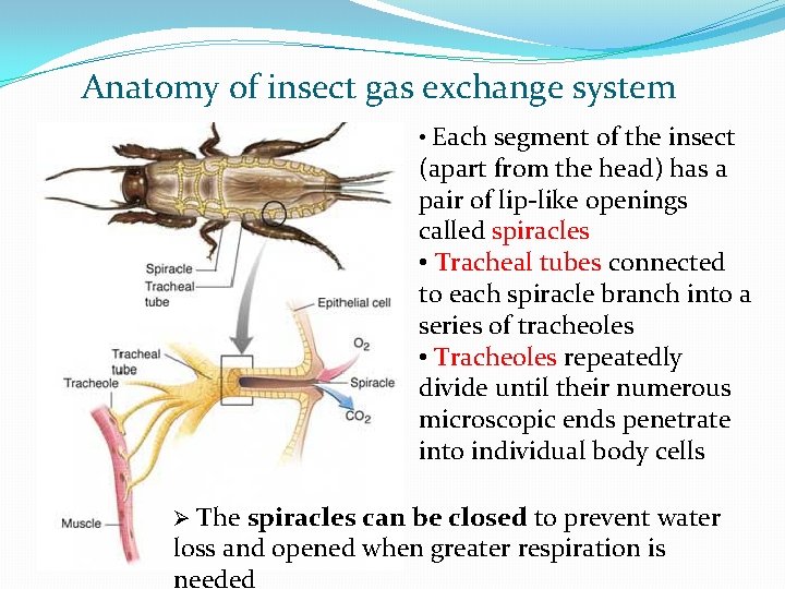 Anatomy of insect gas exchange system • Each segment of the insect (apart from