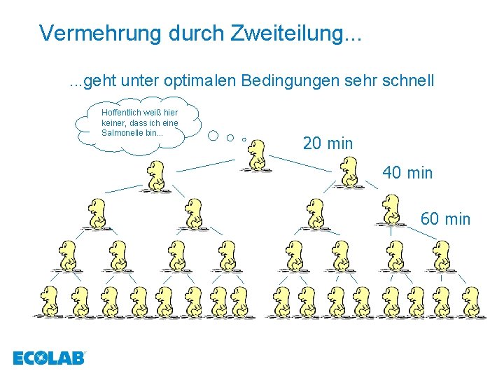 Vermehrung durch Zweiteilung. . . geht unter optimalen Bedingungen sehr schnell Hoffentlich weiß hier