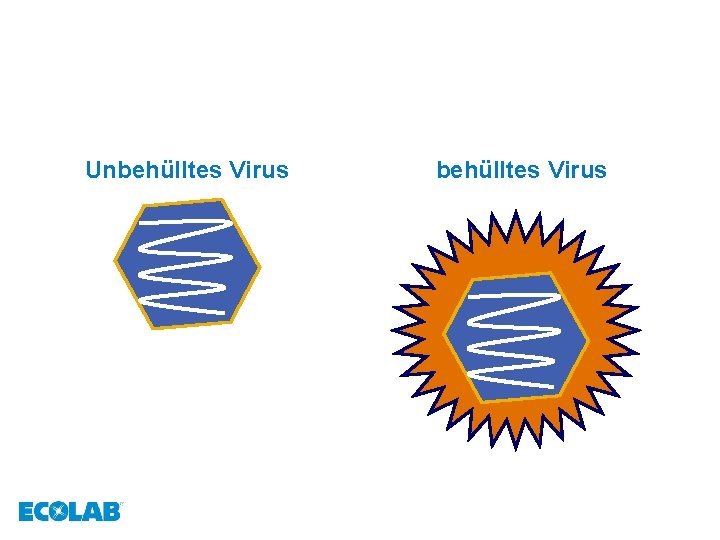 Unbehülltes Virus Behülltes Virus behülltes Virus 