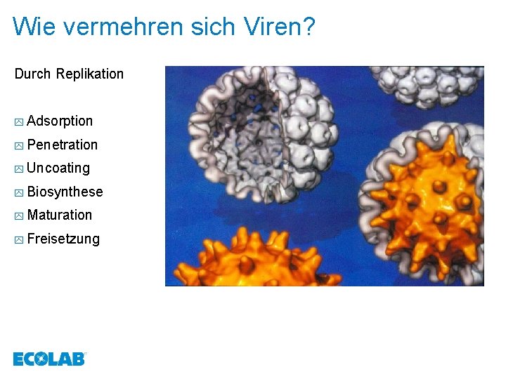 Wie vermehren sich Viren? Durch Replikation y Adsorption y Penetration y Uncoating y Biosynthese