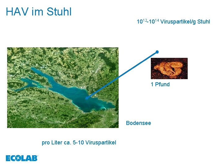 HAV im Stuhl 1012 -1014 Viruspartikel/g Stuhl 1 Pfund Bodensee pro Liter ca. 5