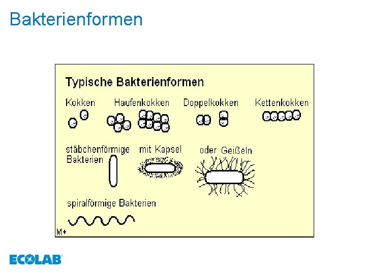 Bakterienformen 