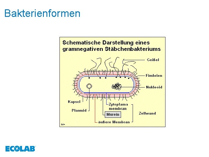 Bakterienformen 