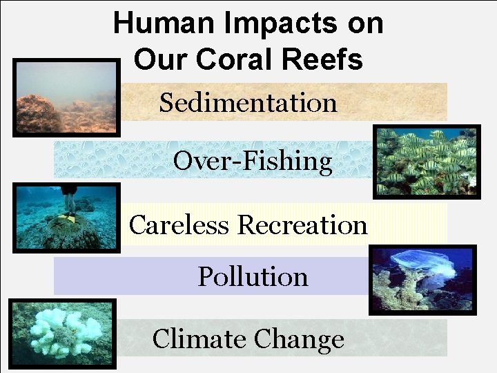 Human Impacts on Our Coral Reefs Sedimentation Over-Fishing Careless Recreation Pollution Climate Change 