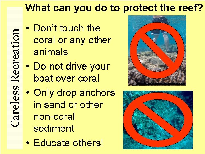 Careless Recreation What can you do to protect the reef? • Don’t touch the