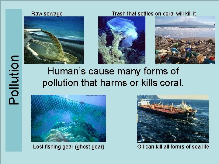 Pollution Raw sewage Trash that settles on coral will kill it Human’s cause many