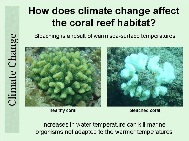 Climate Change How does climate change affect the coral reef habitat? Bleaching is a