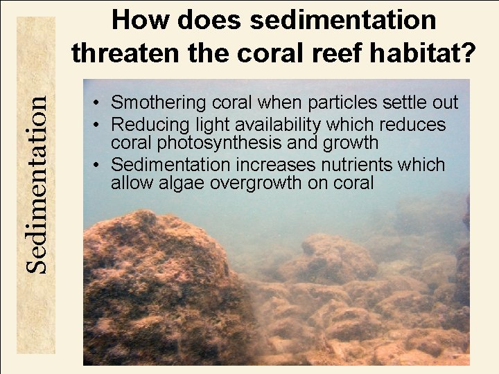 Sedimentation How does sedimentation threaten the coral reef habitat? • Smothering coral when particles