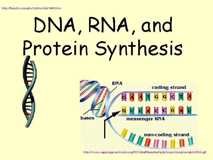 http: //faculty. uca. edu/~johnc/mbi 1440. htm DNA, RNA, and Protein Synthesis http: //www. wappingersschools.