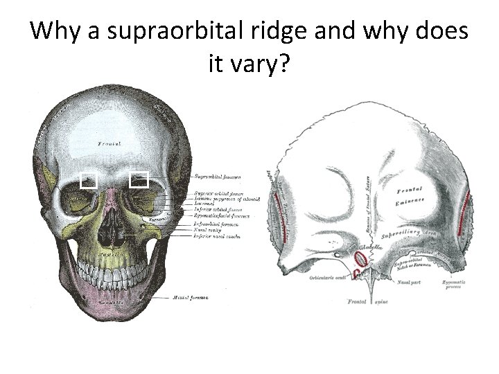 Why a supraorbital ridge and why does it vary? 