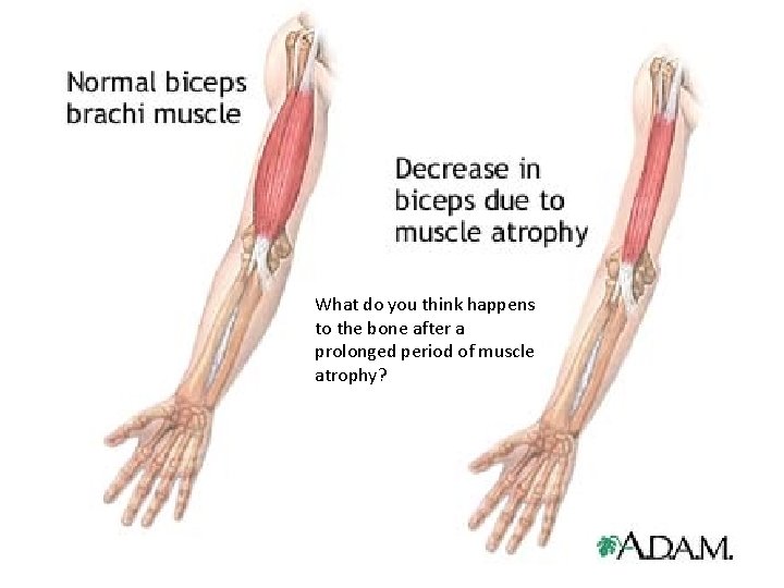 What do you think happens to the bone after a prolonged period of muscle