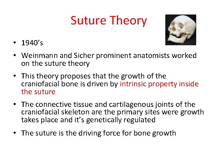 Suture Theory • 1940’s • Weinmann and Sicher prominent anatomists worked on the suture