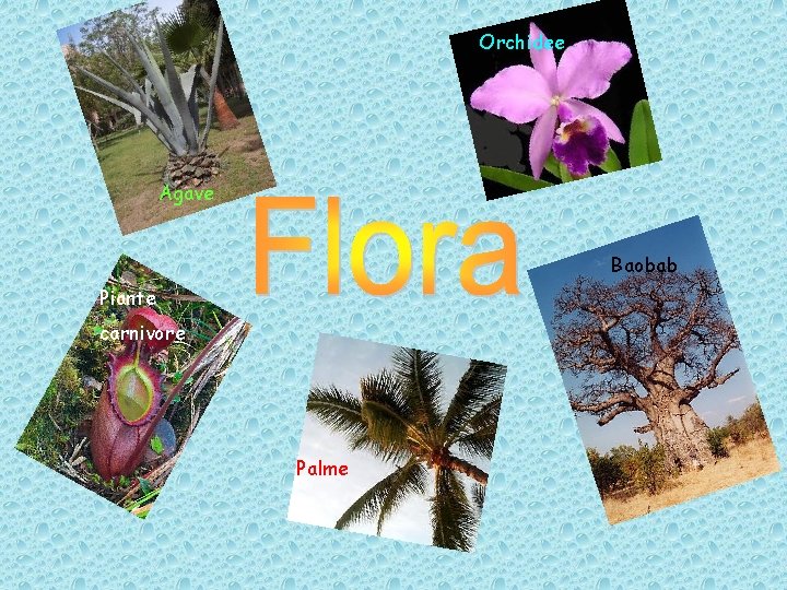 Orchidee Agave Baobab Piante carnivore Palme 