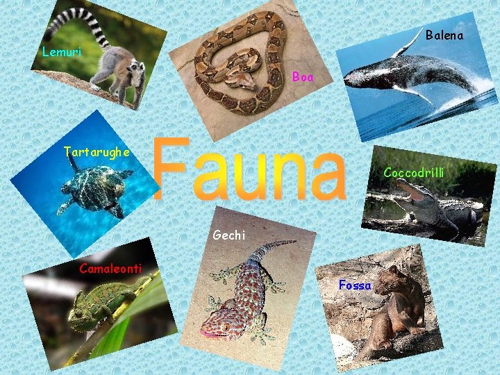 Balena Lemuri Boa Tartarughe Coccodrilli Gechi Camaleonti Fossa 