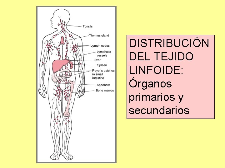 DISTRIBUCIÓN DEL TEJIDO LINFOIDE: Órganos primarios y secundarios DISTRIBUCIÓN DEL TEJIDO LINFOIDE: Órganos primarios y secundarios