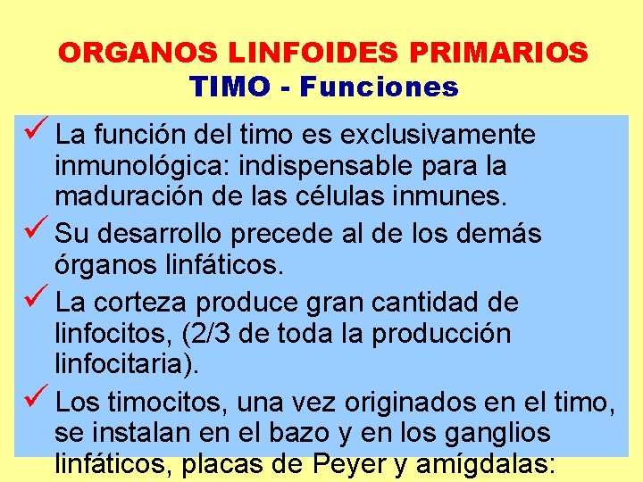 ORGANOS LINFOIDES PRIMARIOS TIMO - Funciones ü La función del timo es exclusivamente inmunológica: ORGANOS LINFOIDES PRIMARIOS TIMO - Funciones ü La función del timo es exclusivamente inmunológica: